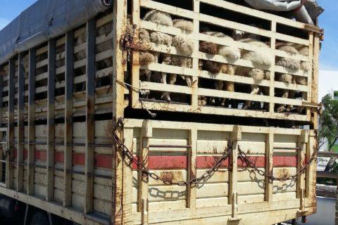 Tiertransport
