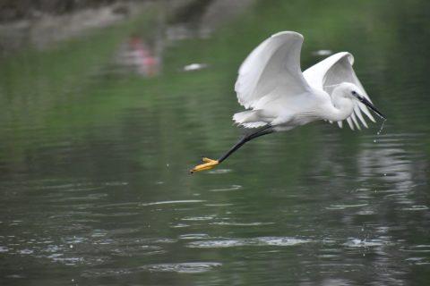 Kranich