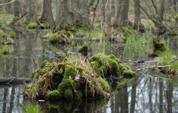 Altwarmbüchener Moor