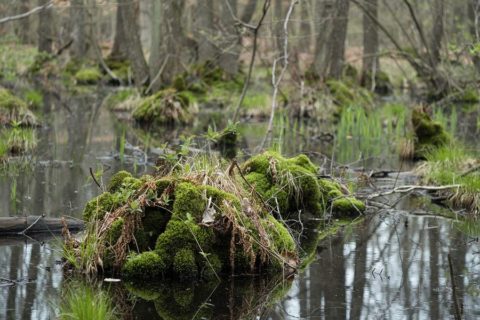 Altwarmbüchener Moor