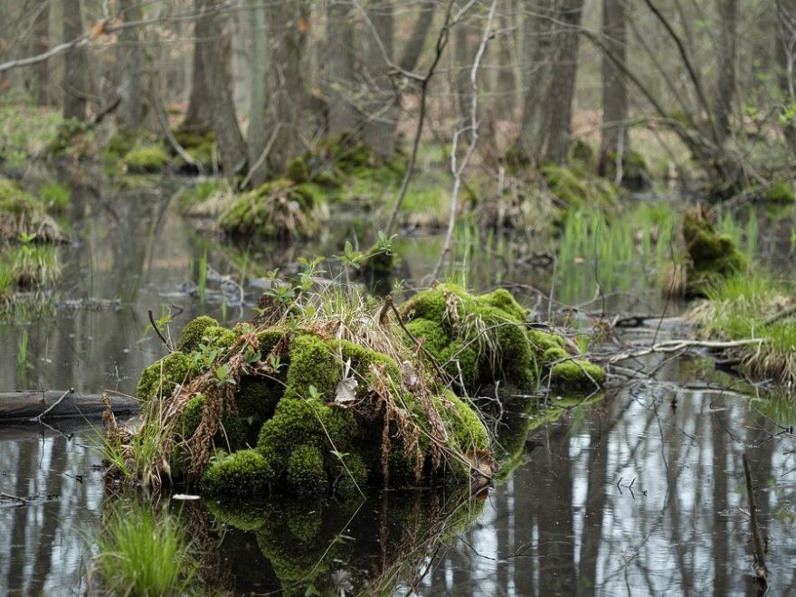 34 Millionen Euro für die Wiederherstellung von drei Mooren in der Region&nbsp;Hannover