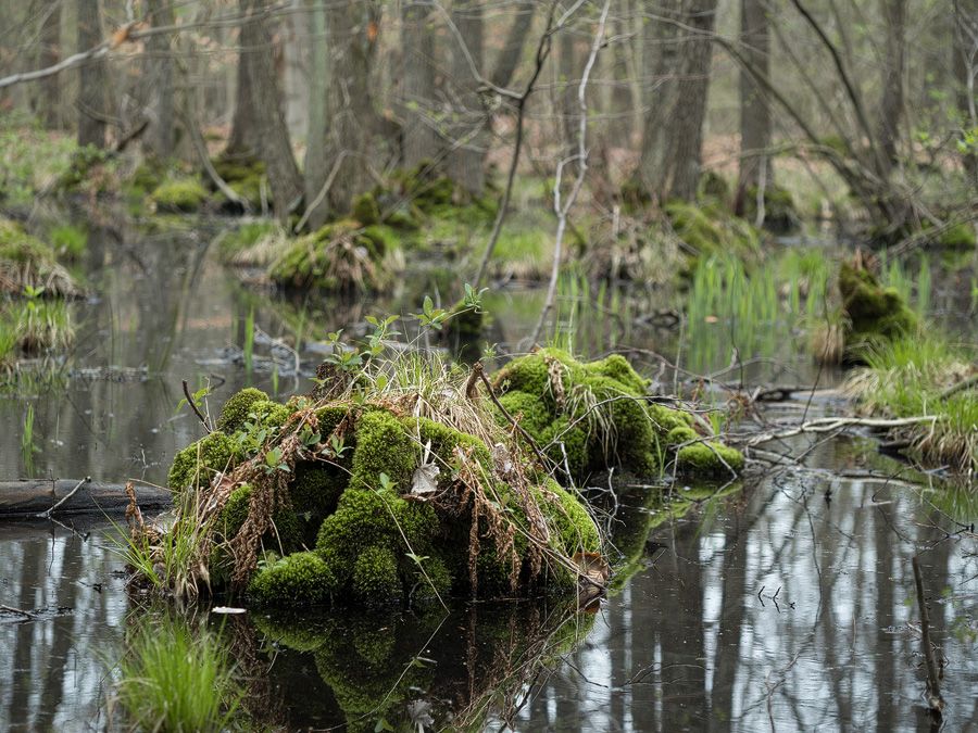 Altwarmbüchener Moor