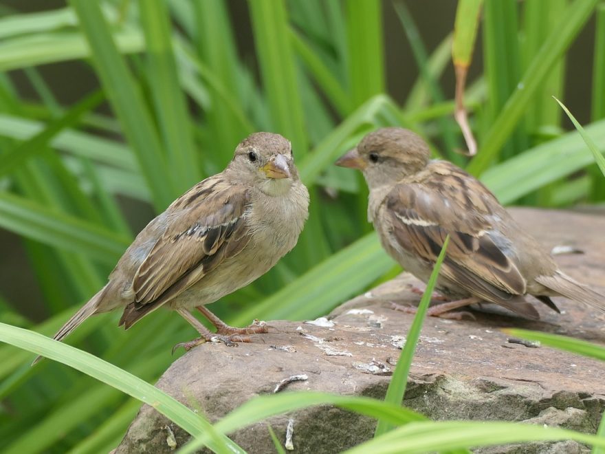 Zwergfledermäuse, Spatzen – und der Wohnungsneubau