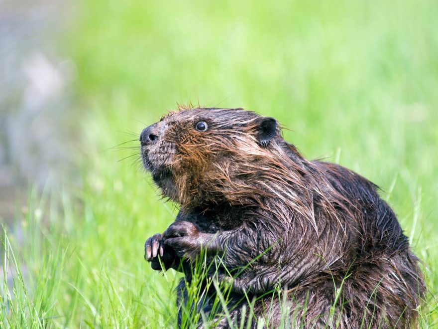 Vorläufig kein Biberabschuss im Oberallgäu Vorläufig kein Biberabschuss im Oberallgäu